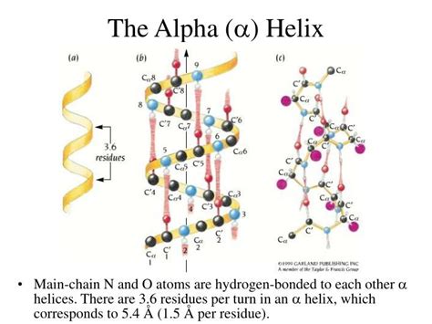 PPT - Secondary Structure Motifs of Proteins PowerPoint Presentation ...