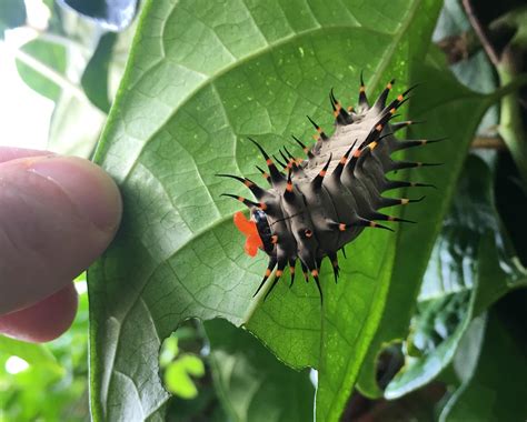 Cairns Birdwing Butterfly caterpillar in my mum & dads backyard. : r ...