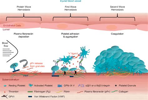 Platelets in hemostasis and thrombosis: Novel mechanisms of fibrinogen-independent platelet ...