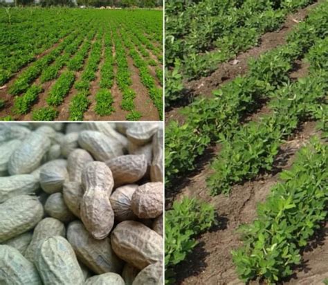 Groundnut Cultivation Income (Peanut), Cost, Yield | Agri Farming