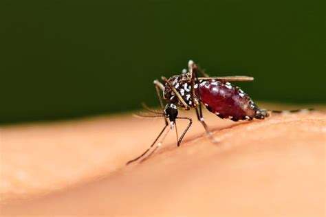 Nyamuk Aedes Aegypti, Penyebab DBD Halaman all - Kompas.com