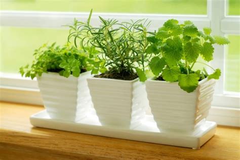 3 Easy Steps to Growing Herbs Indoors (and 5 Herb Garden Inspiration)