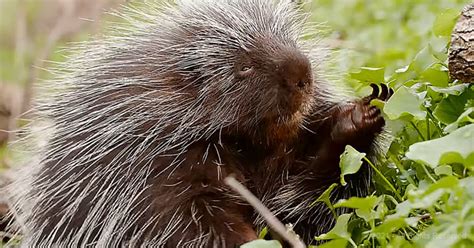 This Adorable Porcupine Will Give You 30,000 Reasons To Think Again ...