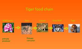 Tiger Food Chain by lucy lindsay on Prezi