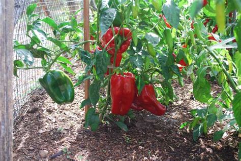 Pepper Varieties, Bell Pepper Varieties