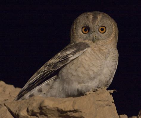 Desert tawny owl: New species of bird discovered in Israel