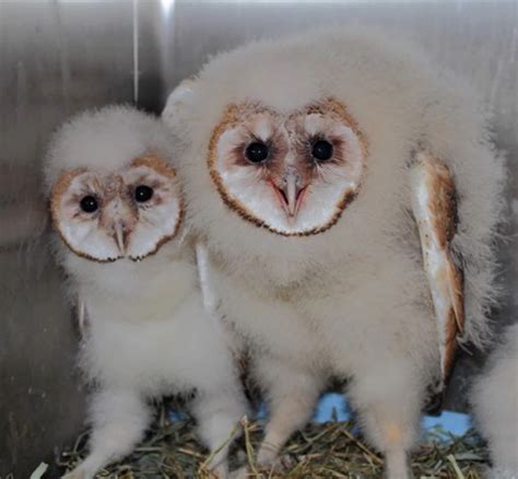 Local Group Needs Help Feeding 100's of Baby Owl's