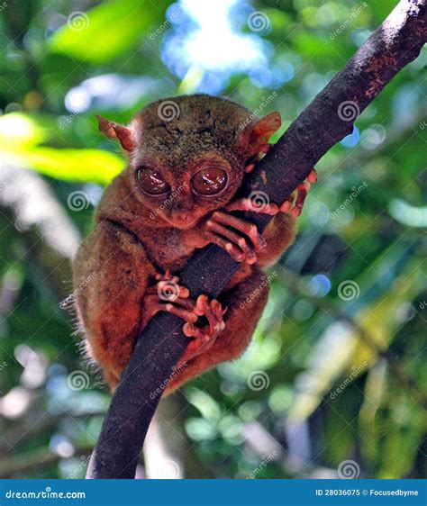 Tarsier Monkey stock image. Image of living, smallest - 28036075