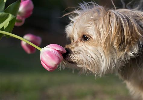 Dog Smelling A Flower | Bored Panda