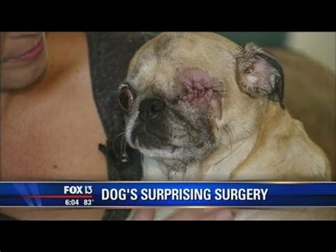 Vets remove dog's eye without owner's consent - YouTube