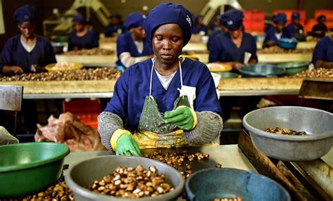 Raw Cashew Processing Industry in Ivory Coast