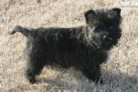 Meet Kate a cute Cairn Terrier puppy for sale for $600. Brindle Female ...