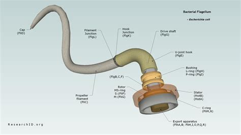 Bacterial flagellum | 3D Warehouse