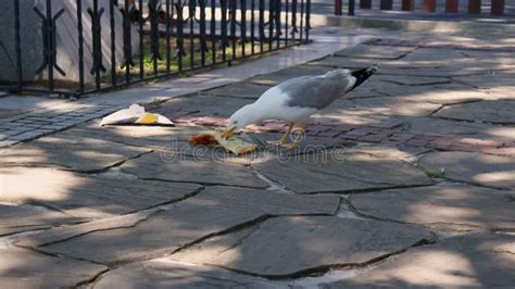 Fat Greedy Seagull Bird Eating Pizza Junk Food in City Park on Sunny Summer Day Stock Video ...