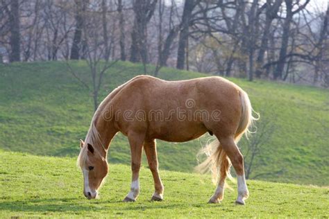 Tan Horse stock image. Image of beauty, mammal, offspring - 13964499