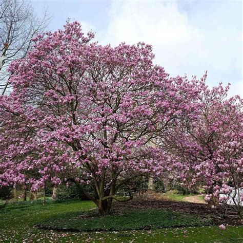 Flowers Blooming in Buckingham Palace Gardens: Photos