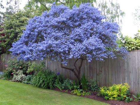 Beautiful Flowering Tree for Yard Landscaping 7 | Evergreen garden, Small gardens, Plants