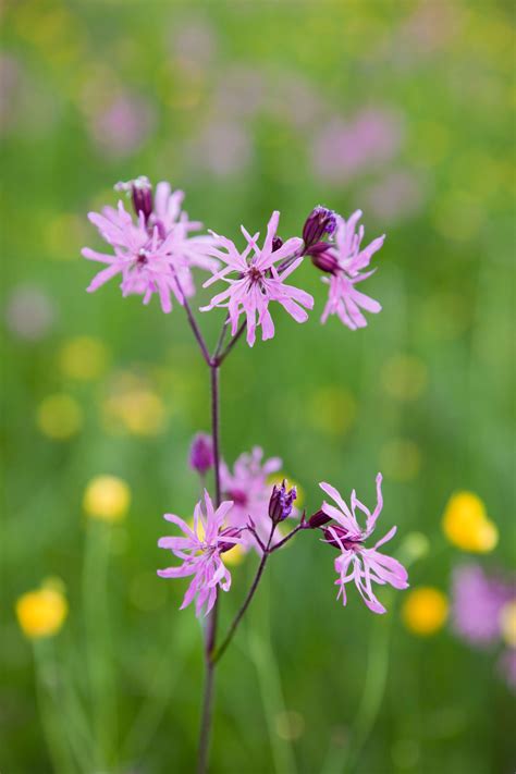 Garden Flowers Uk Identification | Fasci Garden