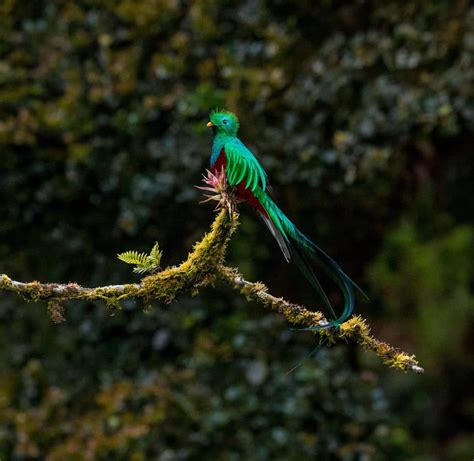 National Bird of Guatemala: Resplendent Quetzal | Whitehawk Birding Blog