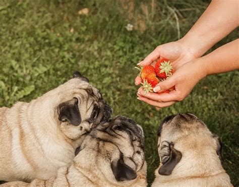 Can Dogs Eat Strawberries? - Canine HQ