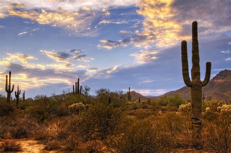 The Sonoran Desert Photograph by Saija Lehtonen