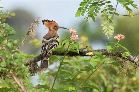 Birds in Yala National Park Sri Lanka - Australian Photography