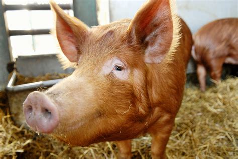 7 Pig Breeds to Raise on Your Farm