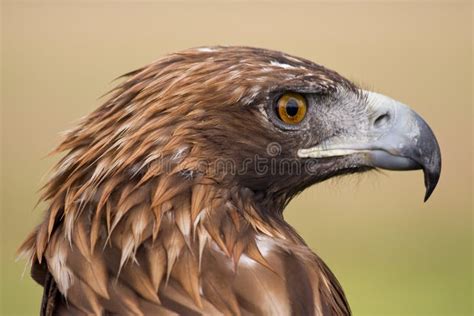 Golden Eagle face stock photo. Image of feather, closeup - 8261282