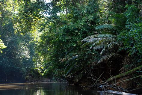 Amazon Rainforest, Feel the Rainfall of Leaves - Found The World