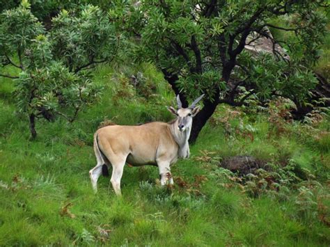 Drakensberg Wilderness Hiking South Africa - Mountain of the Dragons ...