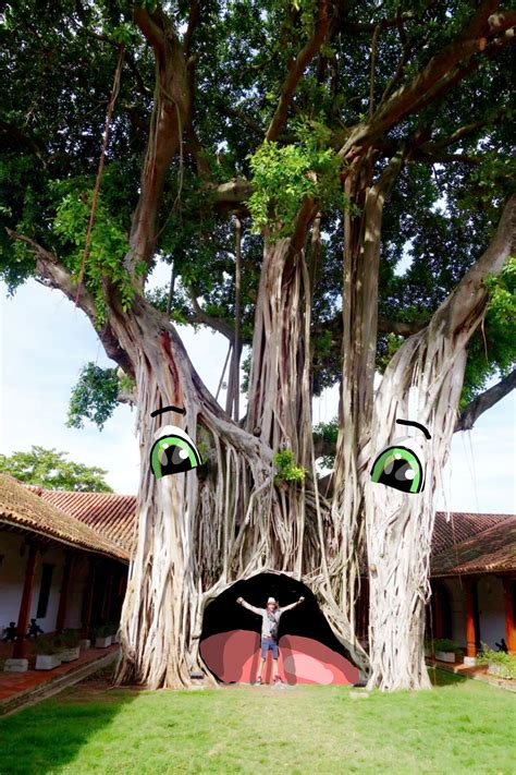 1000 year old tree in Mompox Colombia + my snapchat drawing skills:) 👻reinhard19 : r ...