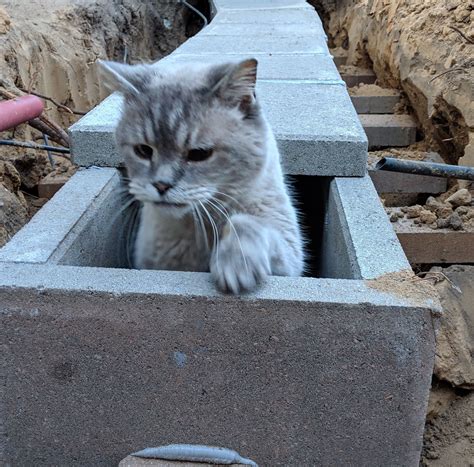 Underground Cat Tunnel : 18 Steps - Instructables