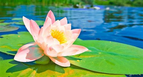 Lotus Flowers, Leaves & Seeds Home Made Medicines - Ayurveda