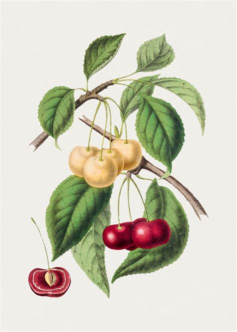 Hand drawn cherry. Original from Biodiversity | Free Photo - rawpixel