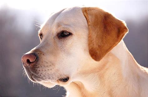 Razas de perros más amigables, las 9 más representativas.