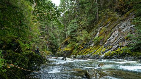 The Elwha's steelhead rise from the ashes | Hatch Magazine - Fly ...