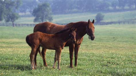 Kentucky Horses