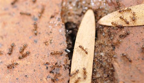 Argentine Ant Facts | Argentine Ant Control | TERRO®