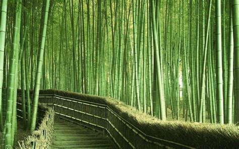 Chinese Bamboo Wallpapers - Top Free Chinese Bamboo Backgrounds - WallpaperAccess