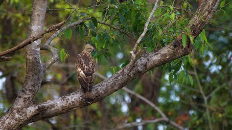 Wildlife - Kanha National Park | Behance