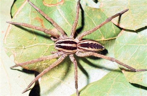 Common Spiders — Texas Insect Identification Tools