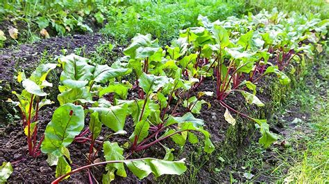 How to Grow Beets - Gardening Tips - YouTube