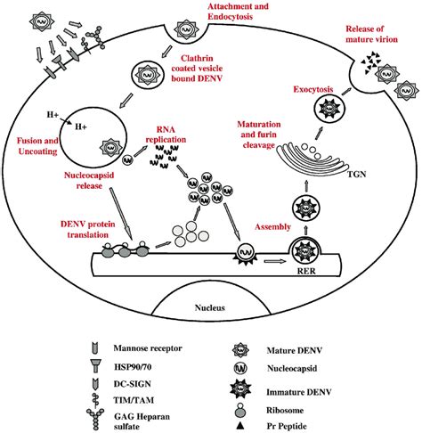 Dengue Virus Life Cycle