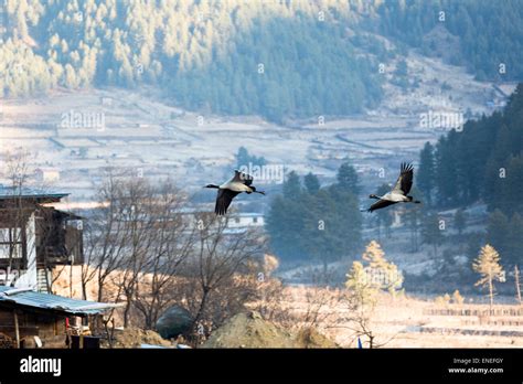 Black-necked cranes, Phobjikha Valley, Western Bhutan, Asia Stock Photo - Alamy