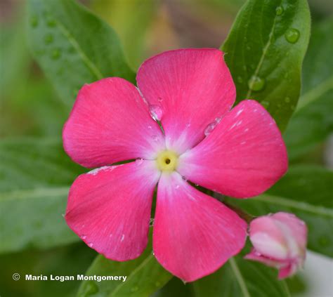 Free photo: Little Pink Flowers - Wallpaper, Tile, Flower - Free Download - Jooinn