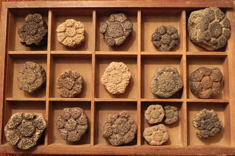 Glyptodon shell fragments - Member Collections - The Fossil Forum