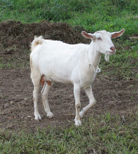 5 Best Dairy Goat Breeds for the Small Farm - American-Outdoors.net