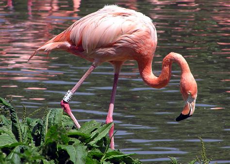 File:Caribbean Flamingo.jpg - Wikipedia