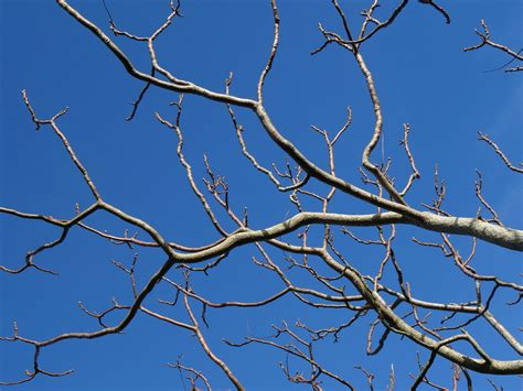 1000+ Great Tree Branches Photos · Pexels · Free Stock Photos