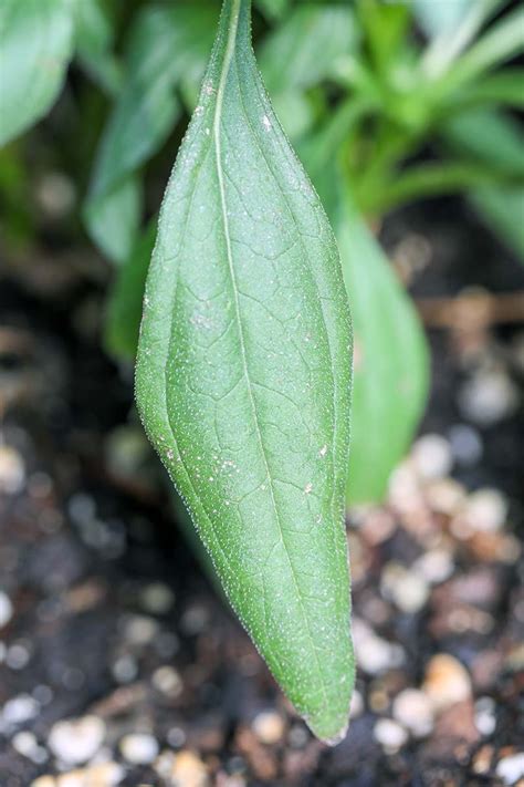 How to Grow and Care for Coneflowers (Echinacea) | Gardener’s Path